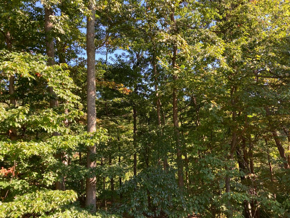 Looking north from our deck through lush green foliage of a variety of deciduous trees with tinges of orange here and there harkening just a beginning of the colors to come.