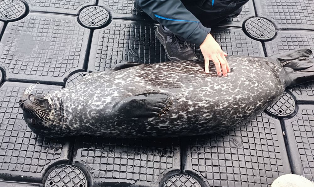 Der Trainer erklärt am auf dem Rücken liegenden Seehund, wo der Bauchnabel zu finden ist