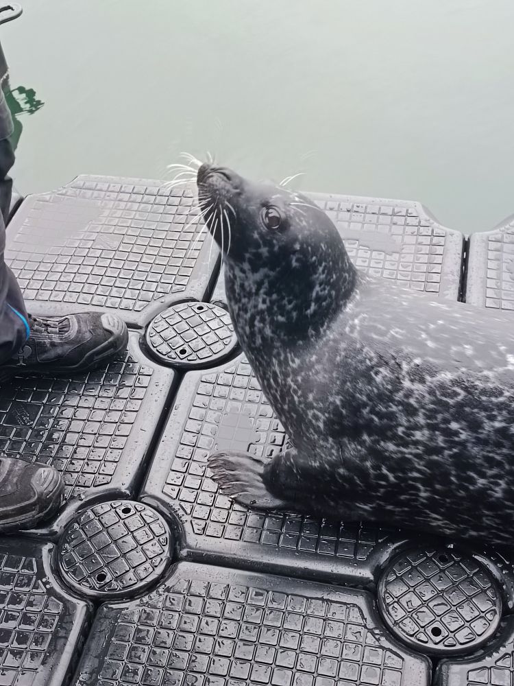 Ein Seehund guckt erwartungsvoll nach oben, die Schuhe des Trainers sind noch zu erkennen
