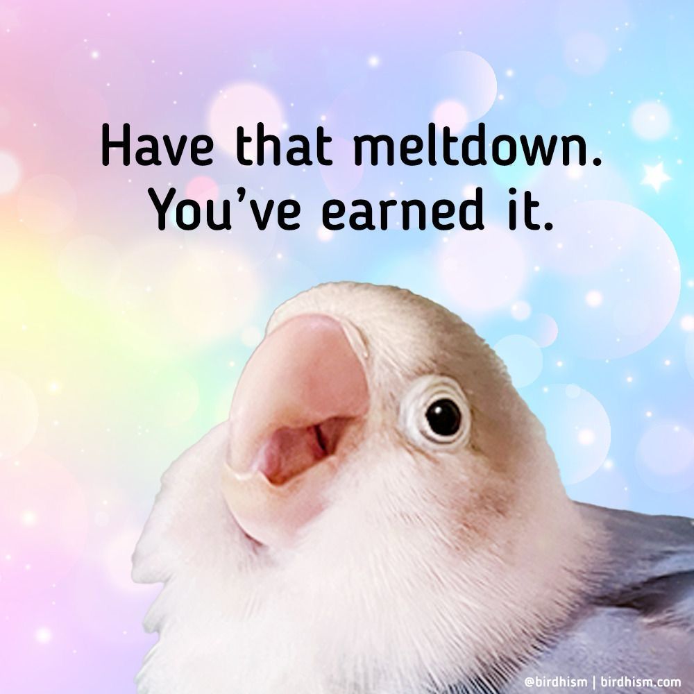 Picture of a bird in front of a rainbow pastel background with the text that reads “Have that meltdown. You've earned it.”