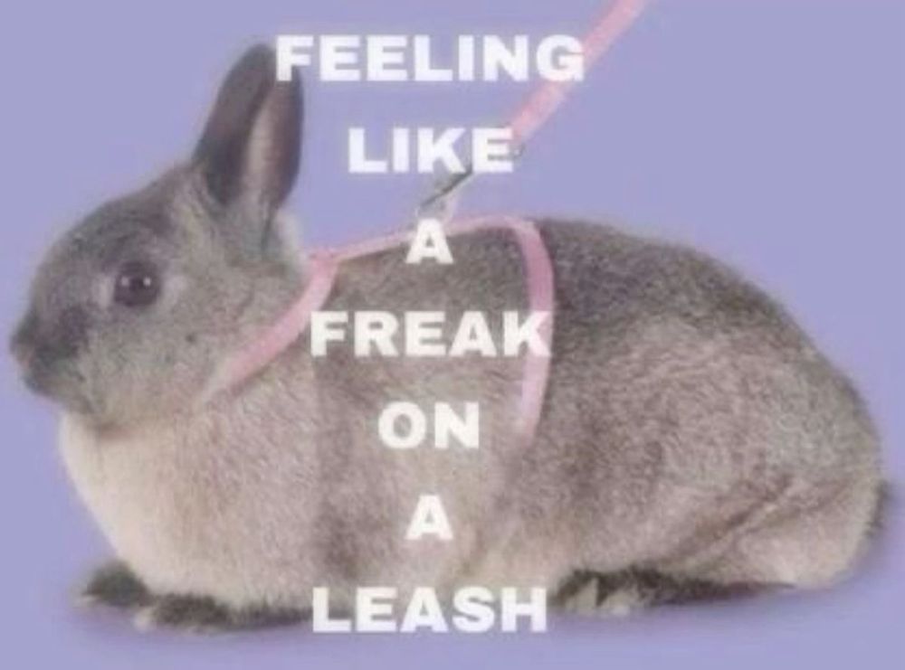 Picture of a rabbit wearing a pink harness attached to a leash. Text reads “feeling like a freak on a leash” 