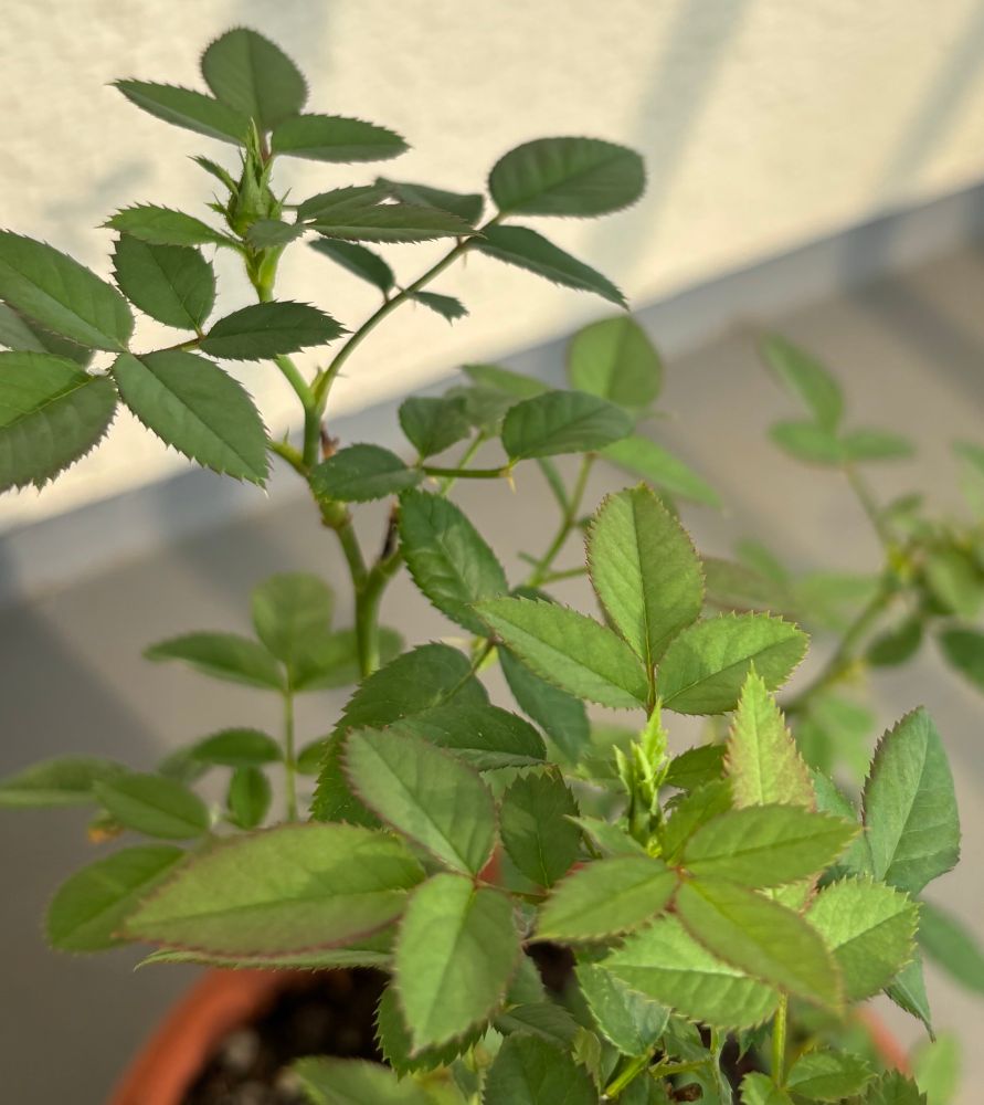 ミニバラにつぼみが！！