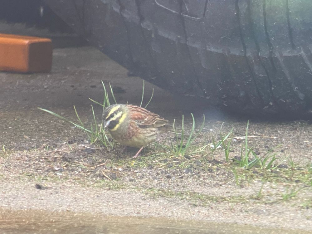 A Cirl Bunting feeding on the ground amongst sparse grass in front of a tractor wheel. The bird is facing left and is small with a short grey bill, horizontal yellow and black facial stripes, rufous brown wings, a dirty green/grey chest. The belly is green/yellow with faded grey streaks and the legs are pink.