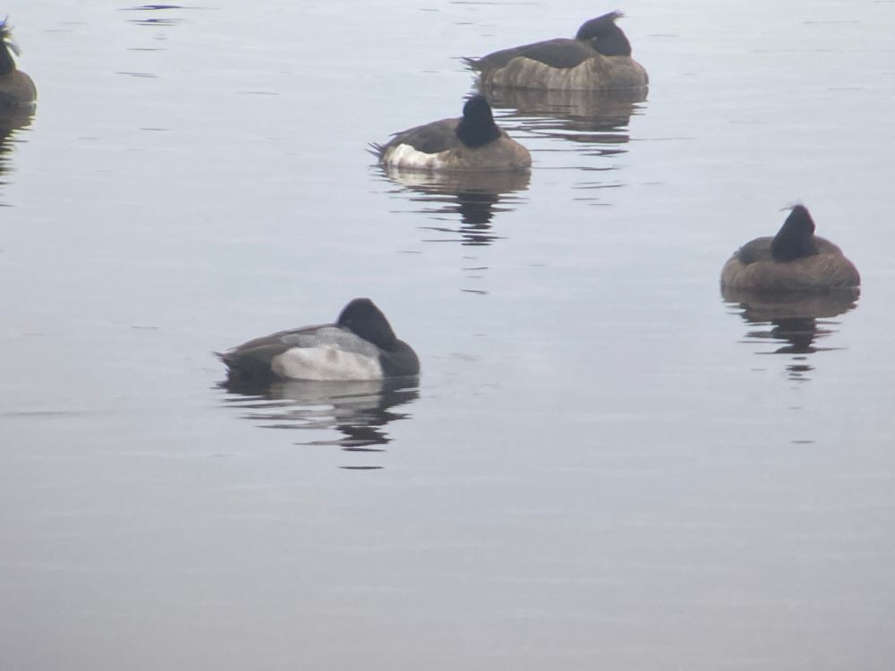 The 2CY drake Lesser Scaup asleep on the water facing left amongst a small group of Tufted Ducks. The bird has a black head and chest, a pale grey back with dark vermiculations, a black undertail and pale grey flanks with some brown smudges showing its immaturity. Behind it to the right are three Tufted Ducks, two brown female types and a moulting 2CY male showing a white patch on the flank. 