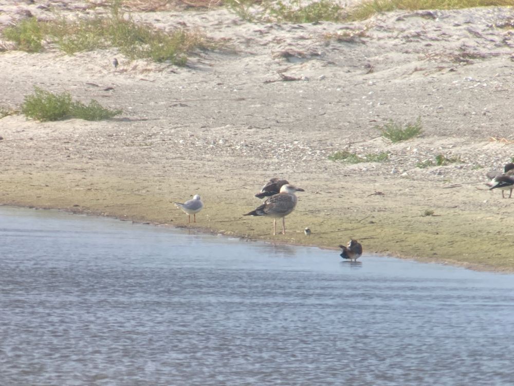 A Juvenile Caspian Gull rests distantly on the waters edge of the lagoon at Nabben. The bird is various shades of brown with long pale pink legs and a pale head with a long, parallel-sided Black bill. To its left there is a sleeping Blqck-headed Gull. In the background there is scattered low vegetation amongst the dunes.