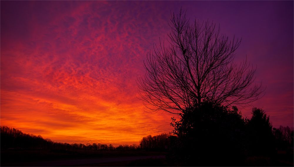 Vibrant purple, pink, orange, and yellow sunrise ahead of a winter storm. Silhouette of a bare tree and tree line in the foreground. Photo taken by Lizzy Davis in Mebane, North Carolina.