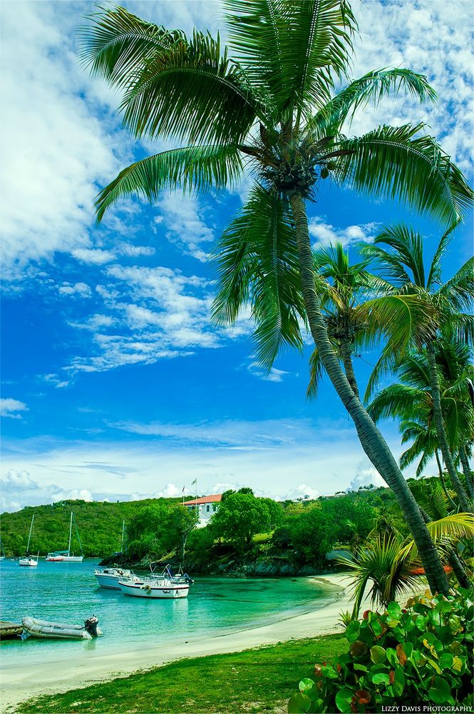 The view just off the ferry at Cruz Bay, St. John in the US Virgin Islands. Palm trees in the foreground with the beach and Caribbean Sea blue-green water and a couple small boats floating in the background.