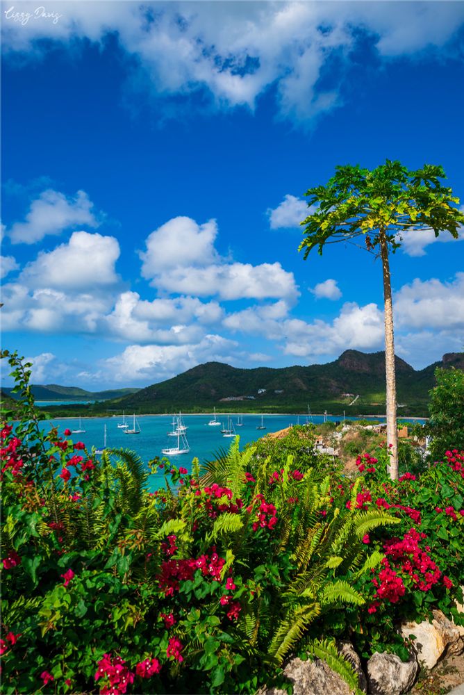 Photo taken from a hilltop of Antigua overlooking Jolly Beach with a palm tree and flowers in the foreground.