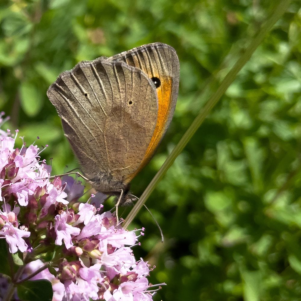 Schmetterling Ochsenauge mit braunen Flügeln sitzt auf Blüten des Oregano (Dost) und saugt Nektar. Man sieht schön die Wellen im Flügel die diesen stabiler machen.