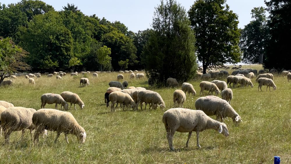 Magerwiese im NaturschutzGebiet mit Schafen, die alle entspannt grasen. Tiefes Bild, die Schafe weit verteilt. EInzelne Bäume.