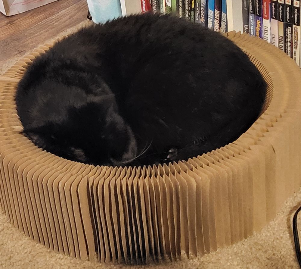Aru, a short hair void cat sleeping in a circular cardboard bed