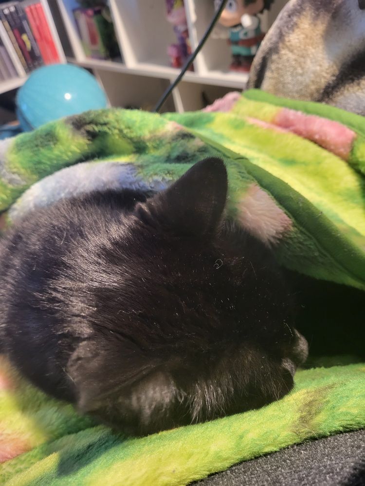 Aru the black cat curled up in a green blanket sleeping