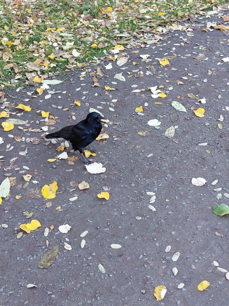 Eine Krähe auf einem Weg voller gelber Blätter. Sie hat eine Erdnuss im Schnabel