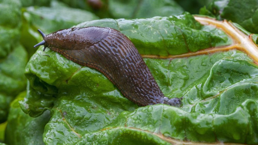 Schnecken im Garten bekämpfen: Diese Hausmittel helfen