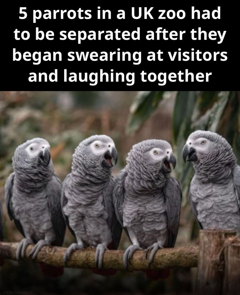 Five African grey parrots at Lincolnshire Wildlife Park in the UK, named Billy, Eric, Tyson, Jade and Elsie, were separated after they began swearing at visitors and laughing together. Adopted in August 2020 and placed together in quarantine, during that period they began teaching each other profanity and developed this vocabulary while having a good laugh togheter.

The park’s chief executive, Steve Nichols, explained that the more the birds swore and the more staff and guests laughed, the worse it got, and with children expected on weekends the decision was made to remove them from public view and separate their display.

The park later introduced a strategy of mixing the foul-mouthed birds with a larger flock of more well-behaved parrots in the hope their bad vocabulary would be diluted. While many visitors found the spectacle entertaining, the move was primarily for visitor comfort and bird welfare.

According to zoo staff, the parrots would hurl profanities at unsuspecting guests and then laugh uproariously together, encouraging even more mischief. “It just made them worse,” said the park’s chief executive, Steve Nichols. “When one swore, the others would start laughing, and before long, it sounded like a comedy club.”