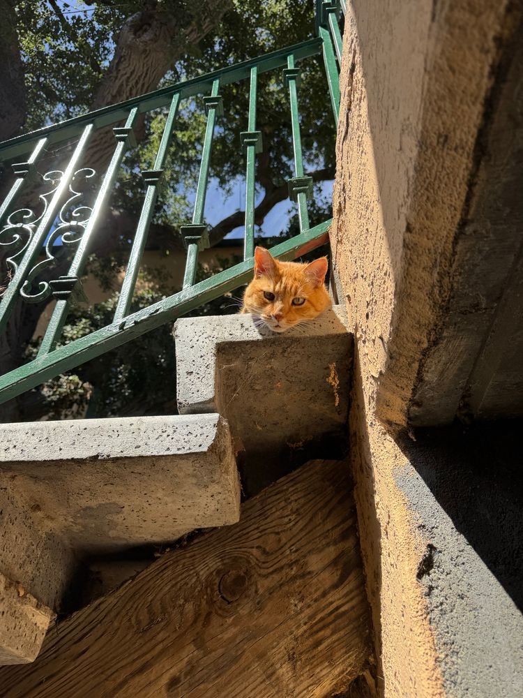 Orange cat staring over a stairwell 