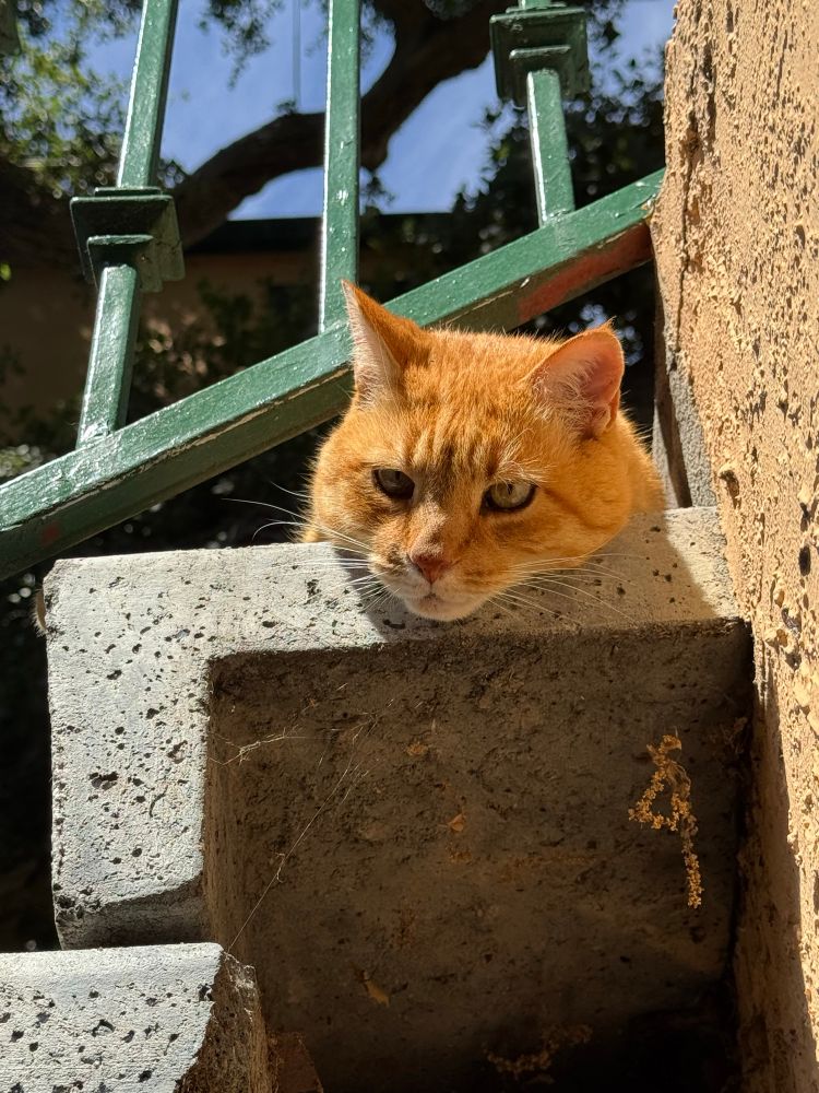 Orange cat staring over a stairwell. Close up view. 