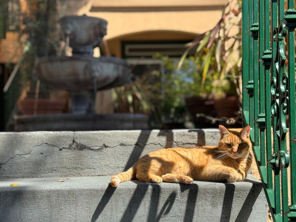 Orange cat laying on stairs 