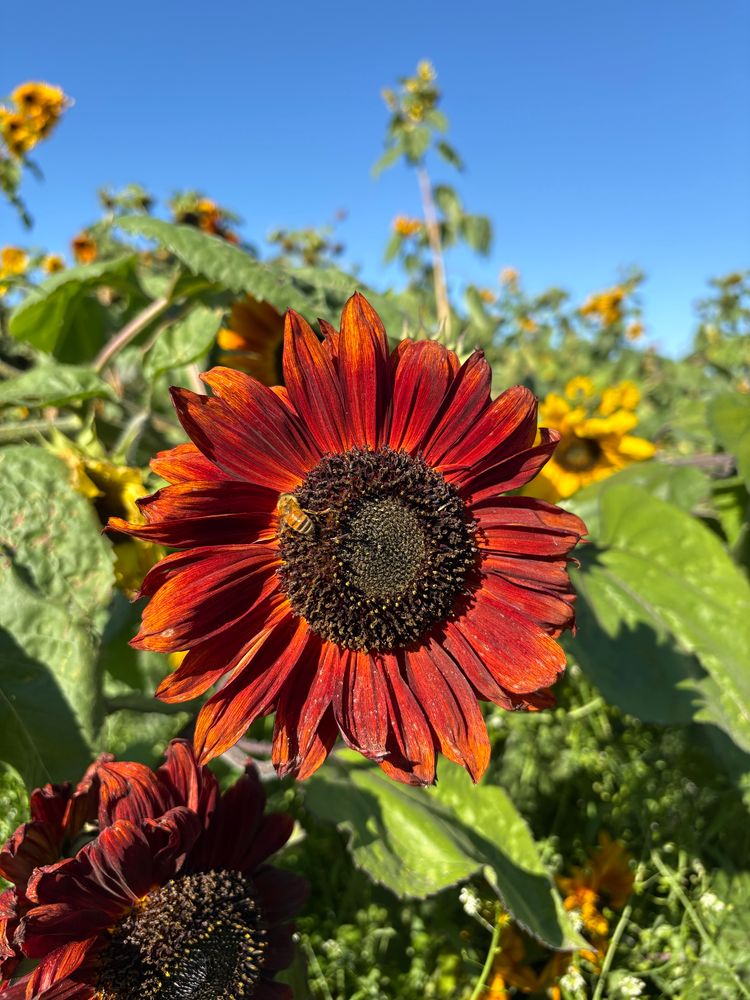 A single honeybee on a giant orange sunflower that's nearly spent