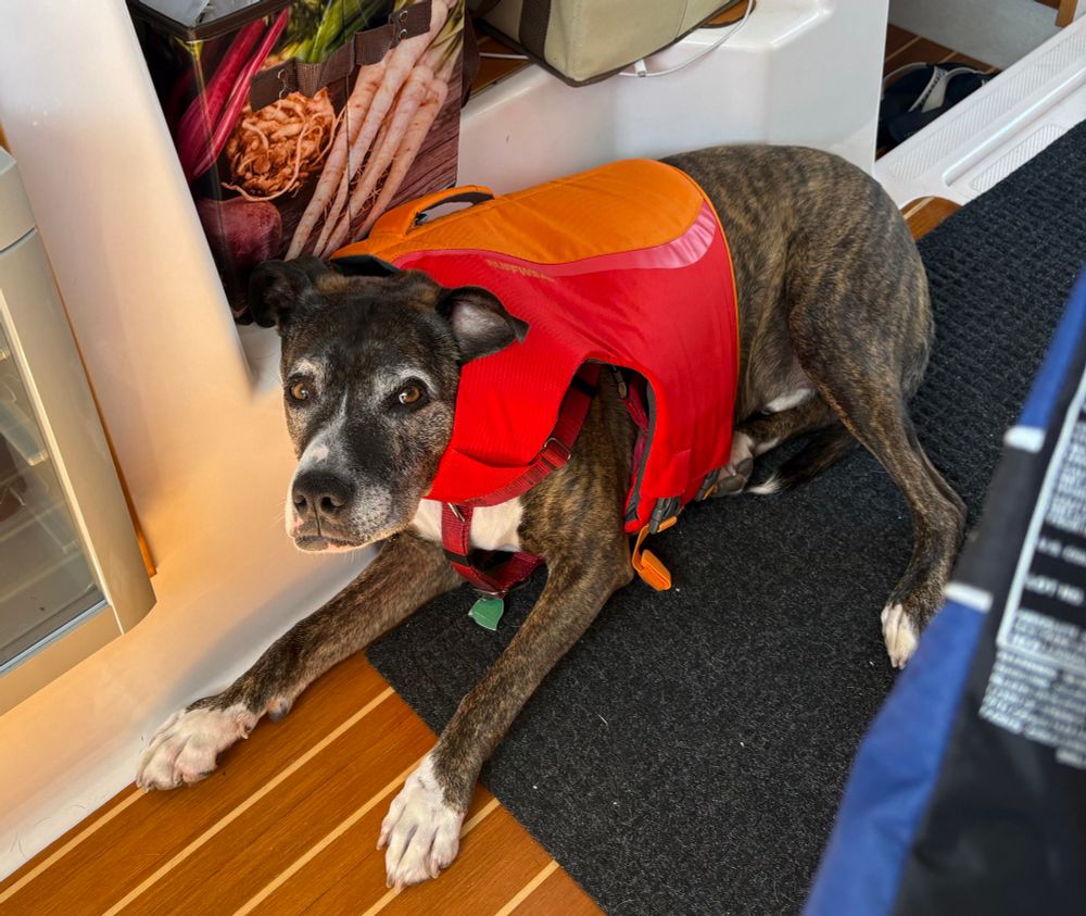 Grandpa boxer pitty dog laying on the floor of a boat using his giant life vest as a wearable pillow.