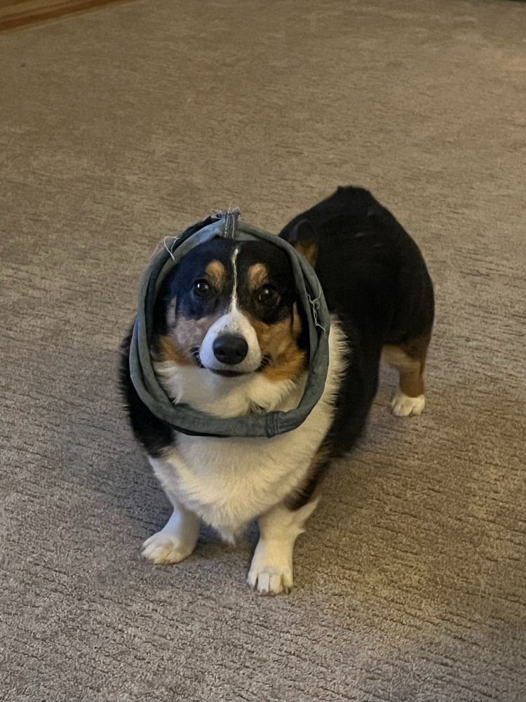 A picture of Felix, a tri-color Pembroke Welsh Corgi, wearing a circle of denim he uses as a chew toy around his head.