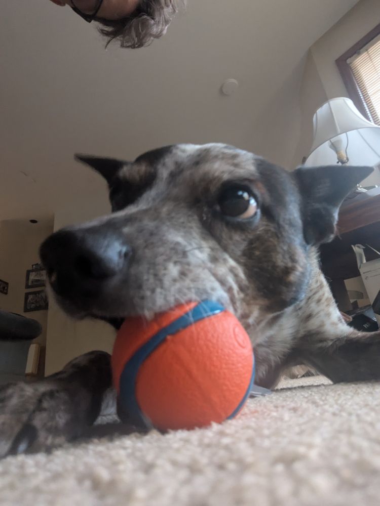 A brown and white spotted heeler mix holds a bright orange ball in his mouth. He is on the rug, his eyes twinkle.