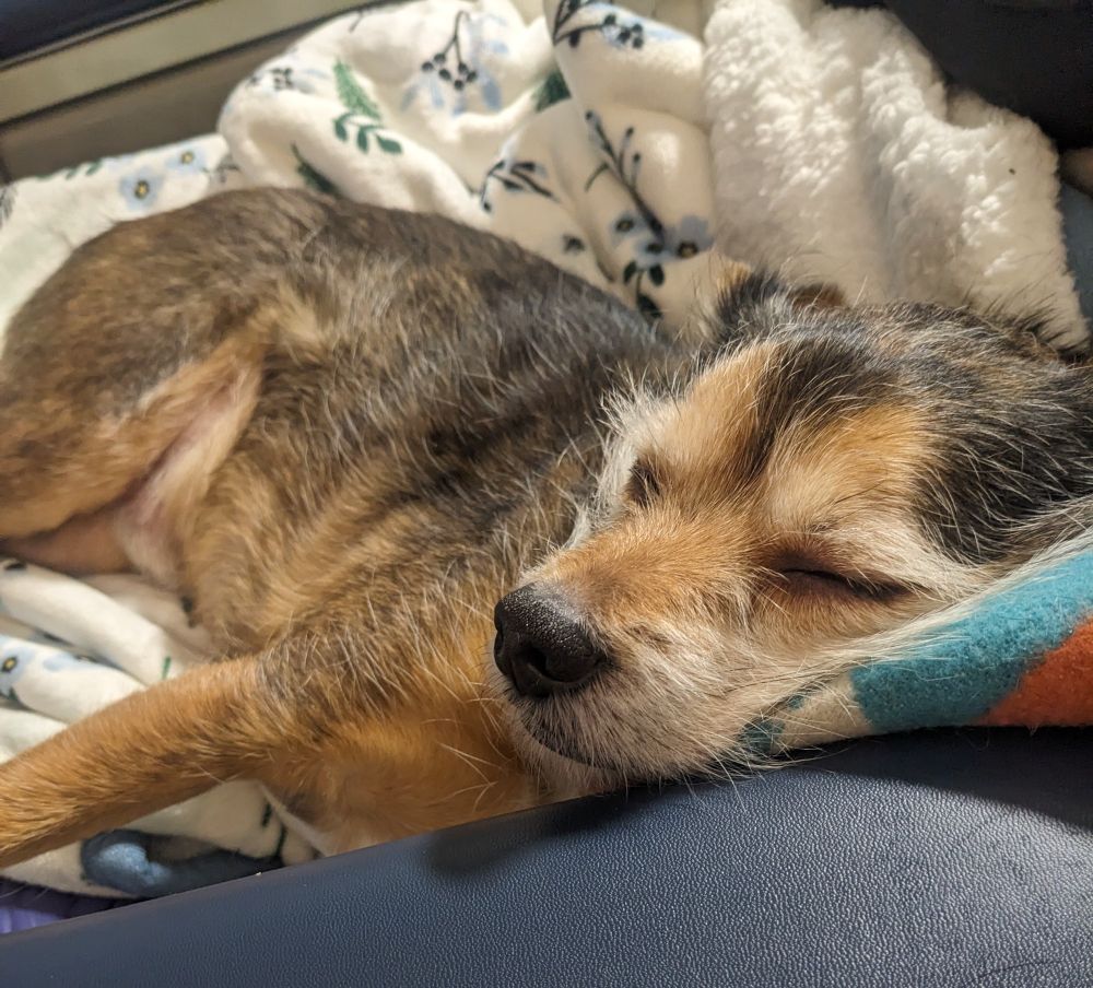 Small brown sleeping dog with blankets in an armchair 
