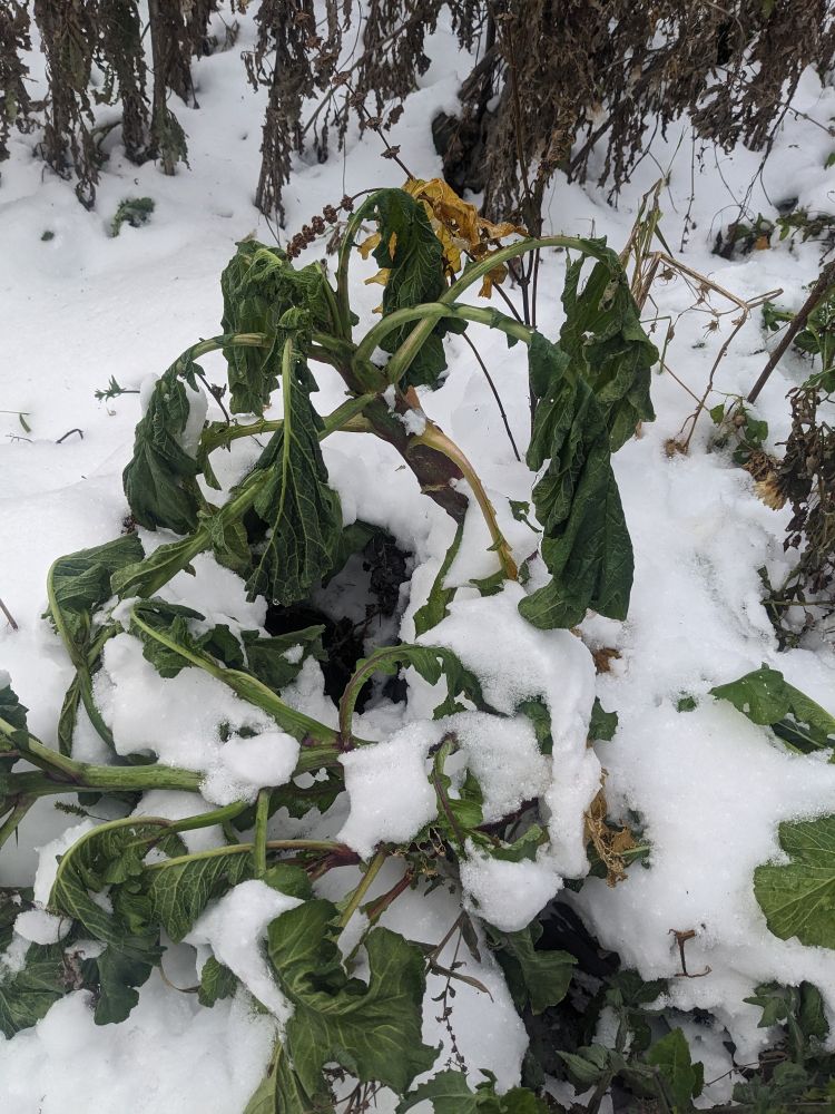 Radish plant with drooping leaves surrounded by snow. The stem is at least an inch thick 