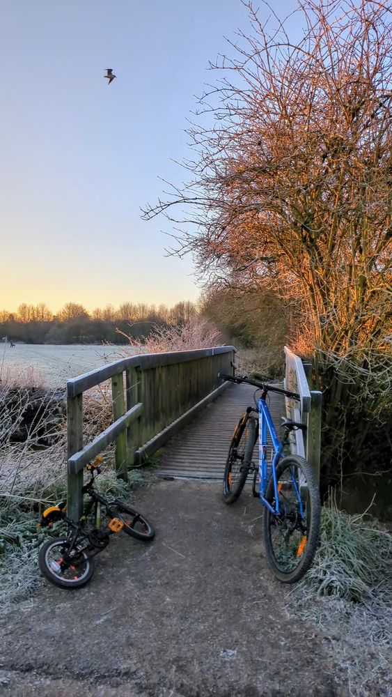Two bikes, one black childs' bike and one blue adults' bike, lean against a wooden bridge. Frosty meadows and trees made golden by the morning light. A bird flies in the sky. Everything is white with frost and very pretty.