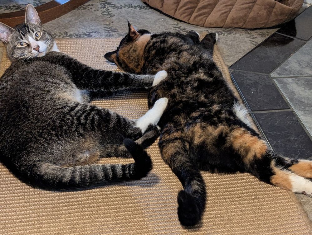 Grey tabby cat lying with his feet on the back of his calico sister.