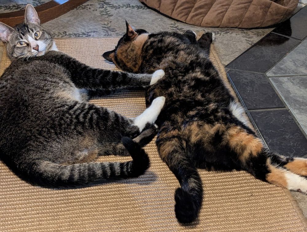 Tabby cat pushing on his calico sister's back with his feet and looking innocent 