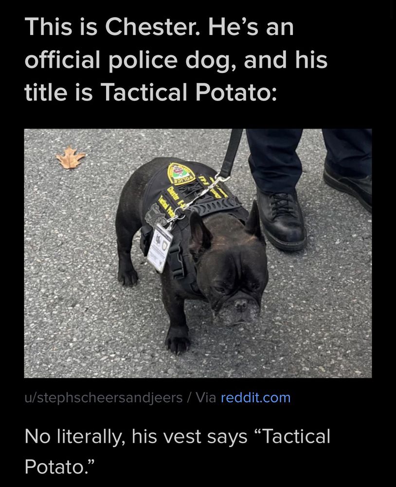 Text says: This is Chester. He's an official police dog, and his title is Tactical Potato

Picture of adorably round small dog with a police dog vest. 

Additional text below picture says: No literally, his vest says "Tactical Potato”