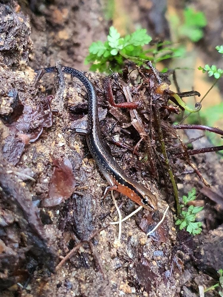 Photo of a cameron highlands forest skink, taken by inaturalist user chairilaiman in 2020. The skink is black on its back half, bronze on the face, and red on the sides from the front legs to the face, with a black stripe running down its body