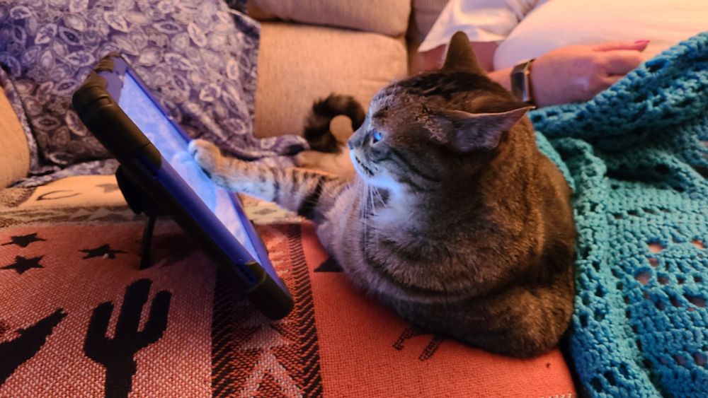 Punkin Pie, a tabby cat, with her paw on the sceen of a tablet device.
