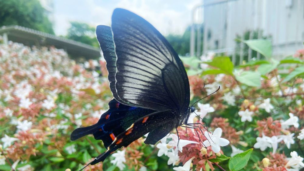 #カラスアゲハ
人生の大きな転機や変化の訪れのサイン