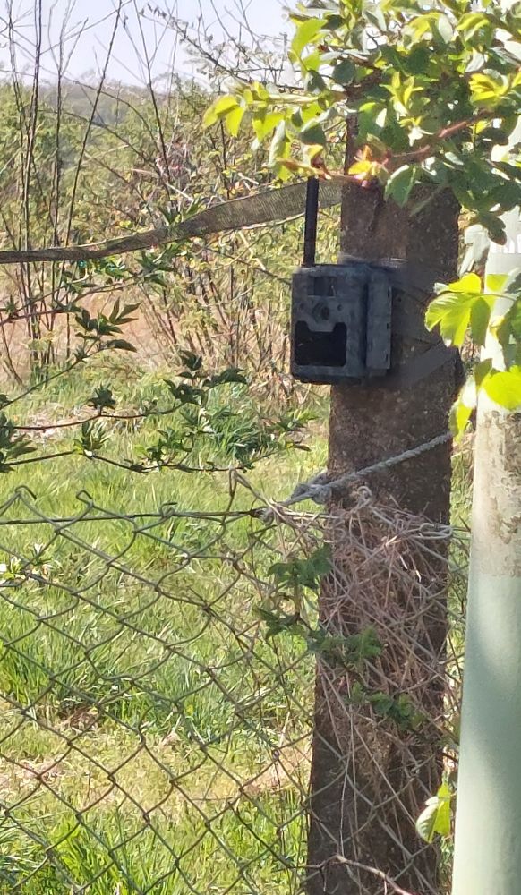 Wildkamera an Zaunpfosten befestigt, filmt Bewegungen auf der str und dem gehweg