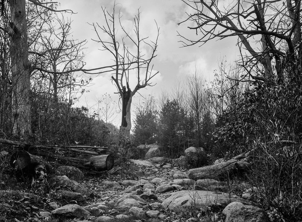 Rocky road: Arthur Rothstein photographed a rugged “road” - in reality a rocky trail - up the mountain to Nicholson Hollow in Shenandoah National Park, Virginia, in October 1935.