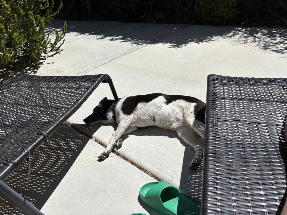 Dog lying on his side