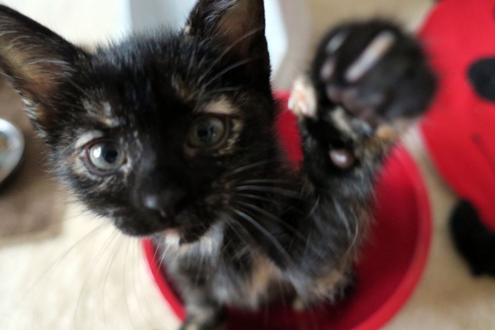 Photo of our tortie cat Gracie, one of Prudence's kids, when she was still a kitten. She's sitting inside a red mixing bowl... yeah I know, weird, but it's what we would put them in when we were still weighing them, after they got too big to fit on the scale. She's in a sitting position, but sprung up, and her left paw is fully extended, like she's about to whack the camera... or perhaps the photographer. She's a feisty little diva, after all.