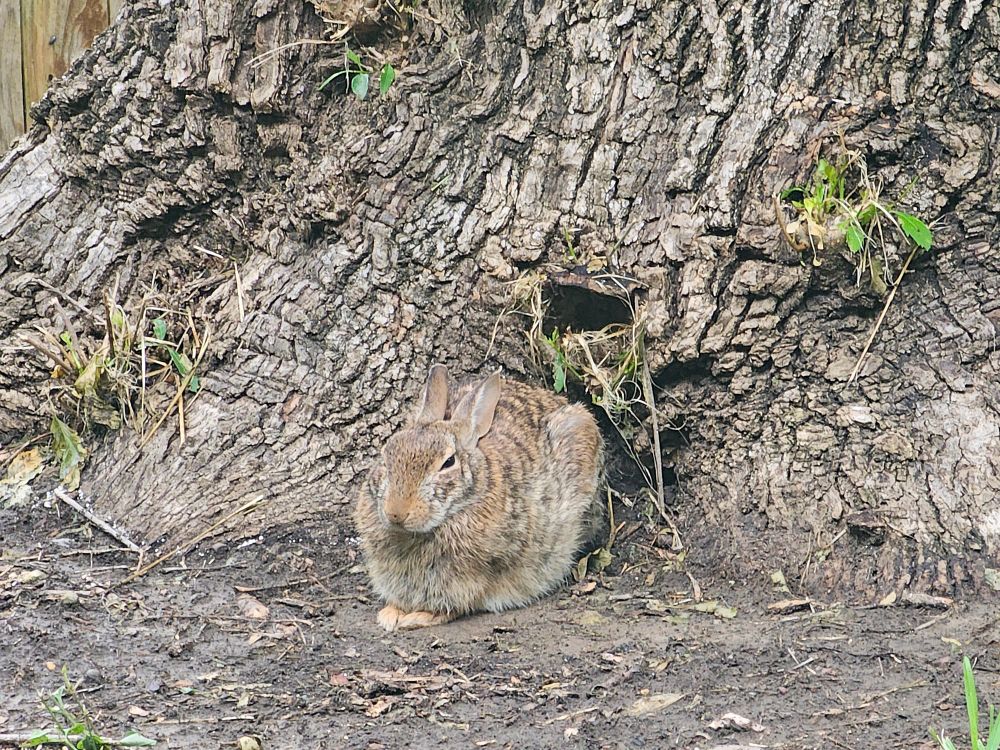 Image of one of the cotton tail rabbits that lives in our back yard. Based on my research, it's the Mama. She's chilling out in front of our big tree, laying down, ears back, eyes partially closed, looking like a really happy, chill rabbit. And she should be - she lives with her family under our patio. I don't know for sure, but given the time that has passed, I'm pretty sure multiple generations have called the safety of our back yard "home". And as long as I live here, they will always and forever be welcome and protected.