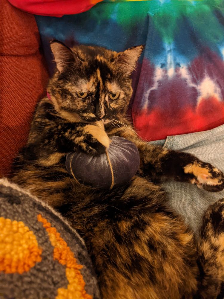 A tortoiseshell cat reclines with a stuffed grey velvet pumpkin in her paw. She leans up against a man wearing a tye dye hoodie and jeans. 