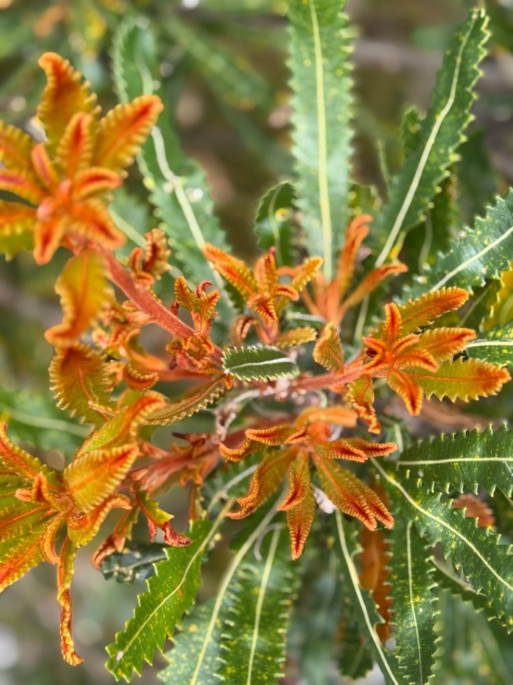 native plants, up close, greens and burnt orange
