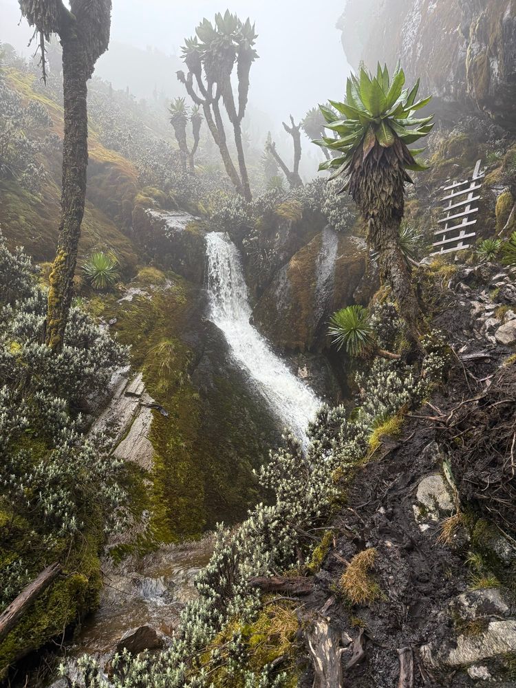 a deep steep misty gully, sheer rock walls, a rivers rushes over rocks, low shrubs with small white flowers, thin trunked trees with large green leaves, a muddy path and a makeshift wooden ladder for hikers. 