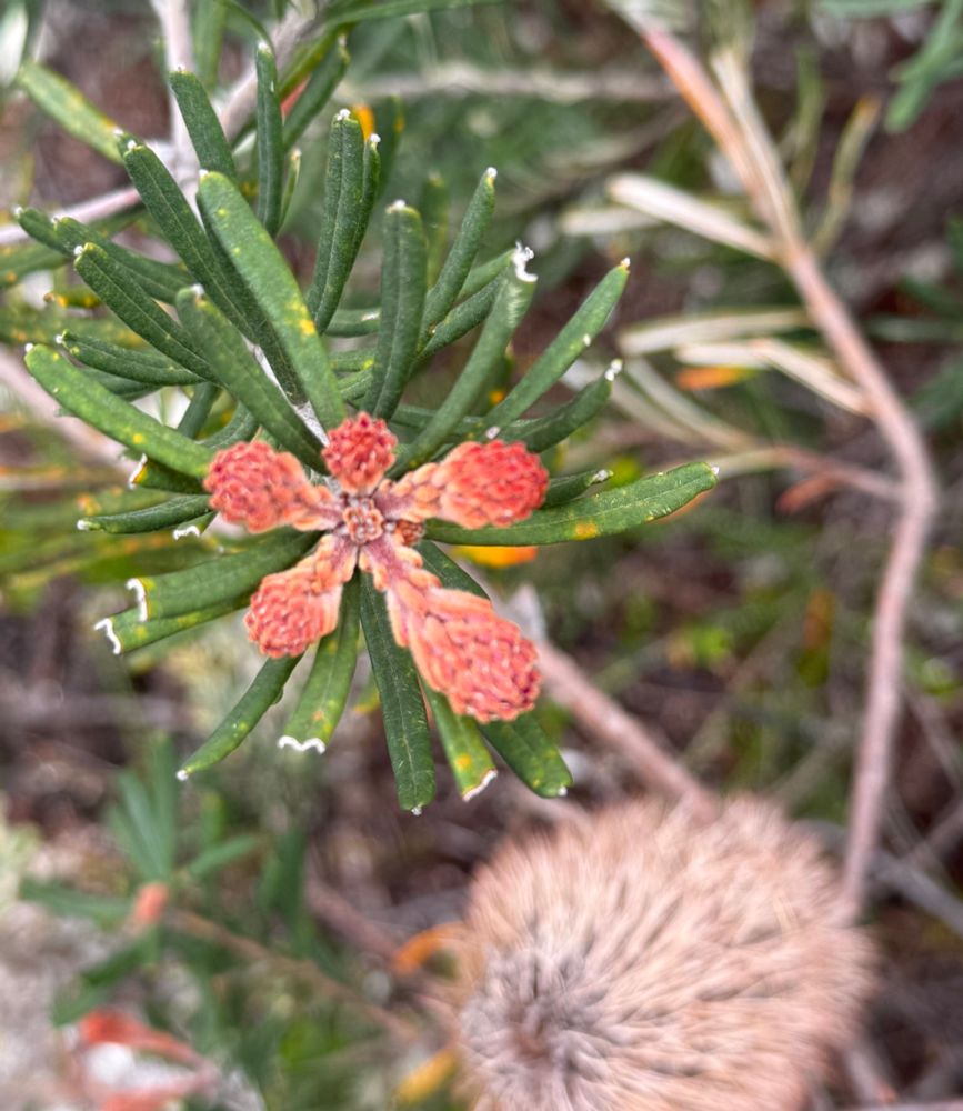 native plants, up close, new red growth greens foliage
