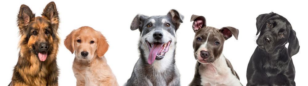Stock photography of cute dogs used in the Run for Paws website.