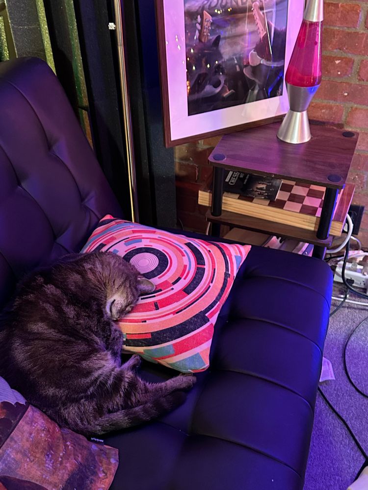 Jeff the cat sleeping on a pillow