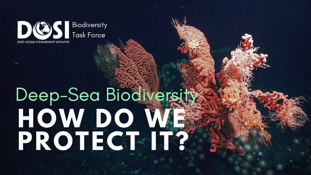 Deep-Sea Biodiversity: How Do We Protect It?