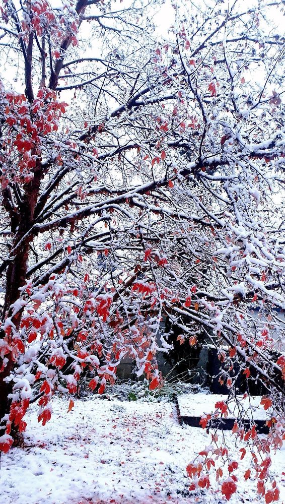 
Unser Zimtahorn (Acer grissrum)mit roter Herbstfärbung, frisch beschneit