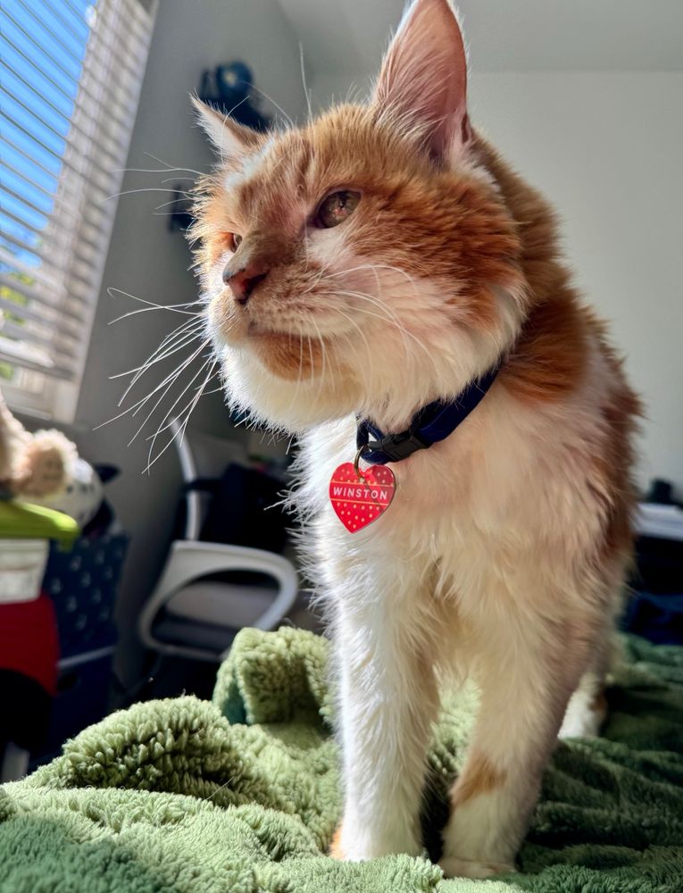 An orange and white cat standing on the bed, with a sunny glare behind him.