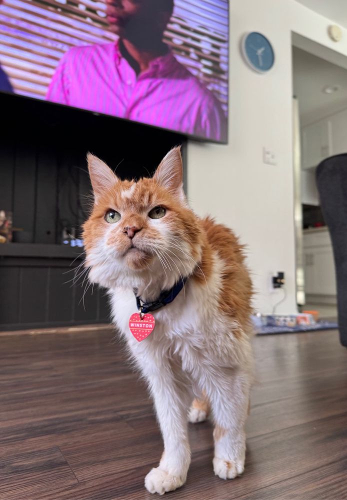 An orange and white cat standing in front of a large TV, looking up at mom. Waiting for snacks. 